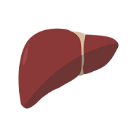 A liver